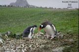 Výchova mladého tučňáčka oslího