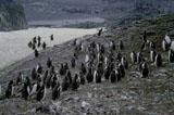 Tučňáci žijí v obrovských koloniích