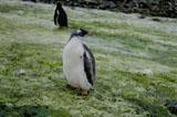 Nerozhodný tučňáček