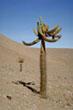 Kaktus se španělským názvem - candelabro- Marně jsem přemýšlel, proč se asi tak jmenuje?