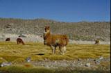 Lama alpaka, zvíře, které pro indiány představuje nenahraditelý zdroj pro jejich vlastní přežití