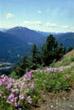 Louky a volná úbočí kanadských hor jsou v  letním období pokryta souvislým kobercem různých květin. 