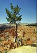 Jak dlouho se ještě udrží tento strom na okraji Bryce kaňonu ?