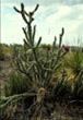  Kvetoucí kaktus v Arizonské poušti