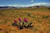 Kvetoucí Arizonská poušť
