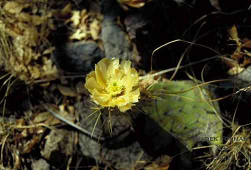 Kvetouc kaktus v Arizonsk pouti   